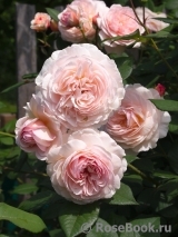 A Shropshire Lad A Shropshire Lad