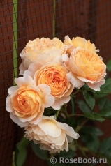 Crown Princess Margareta® Crown Princess Margareta®