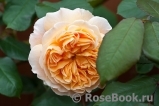 Crown Princess Margareta® Crown Princess Margareta®