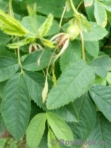 Rosa majalis Майская роза Шиповник коричный Rosa majalis Майская роза Шиповник коричный