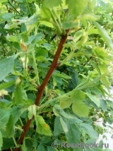 Rosa majalis Майская роза Шиповник коричный Rosa majalis Майская роза Шиповник коричный