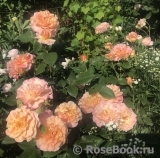Augusta Luise Augusta Luise
