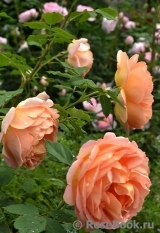 Lady of Shalott Lady of Shalott
