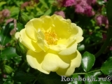 Sunny Rose Sunny Rose