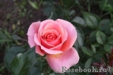 Poesie Poesie