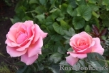 Poesie Poesie