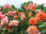 Westerland Westerland