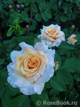 Caramella Caramella