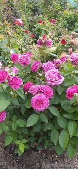 Heidi Klum Rose Heidi Klum Rose