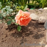 Lady of Shalott Lady of Shalott