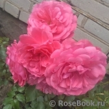 Rosarium Uetersen Rosarium Uetersen