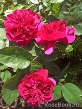 Darcey Bussell Darcey Bussell