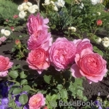 Princess Alexandra of Kent Princess Alexandra of Kent