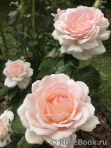 Chandos Beauty Chandos Beauty