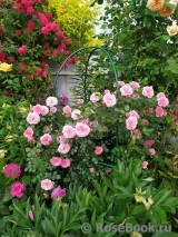 Starlet®-Rose Eva® Starlet®-Rose Eva®