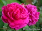 Rose de Rescht Rose de Rescht