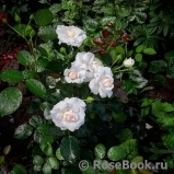 Aspirin Rose Aspirin Rose