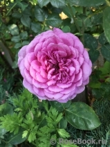 Heidi Klum Rose Heidi Klum Rose