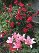 Scarlet Meillandecor 