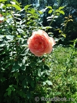 Lady of Shalott Lady of Shalott