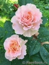 Augusta Luise Augusta Luise