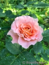 Augusta Luise Augusta Luise