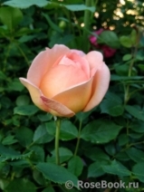Lady of Shalott Lady of Shalott