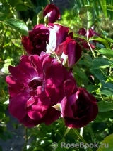 Burgundy Ice Burgundy Ice