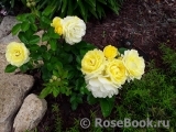 Golden Border Golden Border
