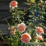 Lady of Shalott Lady of Shalott