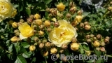 Golden Border Golden Border