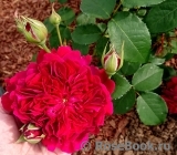 Darcey Bussell Darcey Bussell