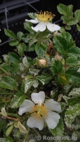 Wichuraiana Variegata Wichuraiana Variegata