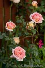 Abraham Darby Abraham Darby