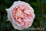 Abraham Darby Abraham Darby