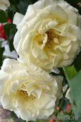 Schneewalzer Schneewalzer