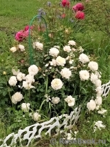 Crocus Rose® Crocus Rose®