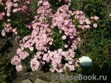 Heavenly Pink Heavenly Pink