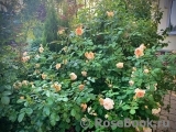 Crown Princess Margareta® Crown Princess Margareta®