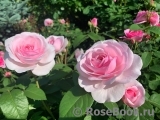 Olivia Rose Austin Olivia Rose Austin