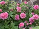 Gertrude Jekyll Gertrude Jekyll