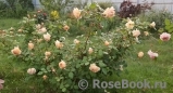 Crown Princess Margareta® Crown Princess Margareta®