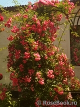 Excelsa Excelsa
