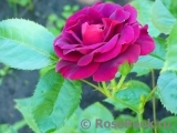 Katie's Rose Katie's Rose
