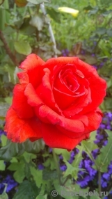 Lovely Red Lovely Red