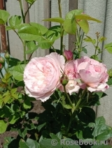 Constance Constance