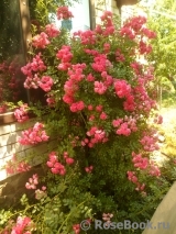 Excelsa Excelsa