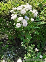 Aspirin Rose Aspirin Rose