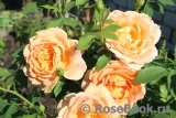 Lady of Shalott Lady of Shalott
