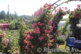 Rosarium Uetersen Rosarium Uetersen